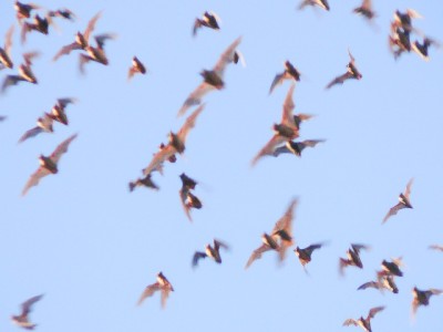 Bats at Sunset