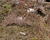 Trail Trash (Seen Elsewhere)